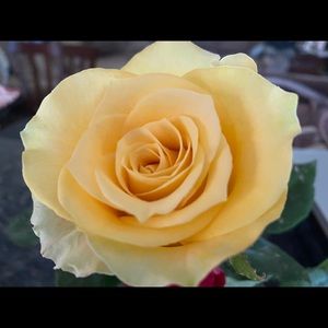 Meet your Posher, Anita